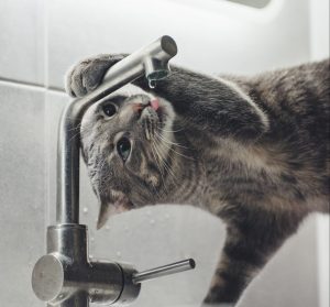 A cat drinking from a water faucet